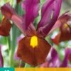 Iris Hollandica Red Ember (10 Stück) | Schwertlilienknollen Von Jub Holland -Compo Verkäufe 559872 Iris hollandica Red Ember 10 Stueck 310540 jb 0