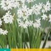 Narzisse Paperwhite (5 Stück) | Narzissenzwiebeln Von Jub Holland 1 Narzisse Paperwhite (5 Stück) | Narzissenzwiebeln Von Jub Holland -Compo Verkäufe 559927 Narzisse Paperwhite 5 Stueck 312210 jb 0