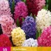 Hyazinthe Mix (10 Stück) | Hyazinthenzwiebeln Von Jub Holland -Compo Verkäufe 559934 Hyazinthe Mix 10 Stueck 322090 jb 0