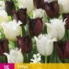 Tulpe Breakdance (15 Stück) | Tulpenzwiebeln Von Jub Holland -Compo Verkäufe 559941 Tulpe Breakdance 15 Stueck 322325 jb 0