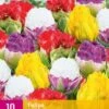 Tulpe Candy Love (10 Stück) | Tulpenzwiebeln Von Jub Holland -Compo Verkäufe 559942 Tulpe Candy Love 10 Stueck 322333 jb 0