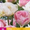 Tulpe Double Sensation (15 Stück) | Tulpenzwiebeln Von Jub Holland -Compo Verkäufe 559948 Tulpe Double Sensation 15 Stueck 322400 jb 0