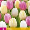 Tulpe Sorbet Mix (15 Stück) | Tulpenzwiebeln Von Jub Holland -Compo Verkäufe 559964 Tulpe Sorbet Mix 15 Stueck 322670 jb 0