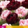 Tulpe Sweet Desire Mix (15 Stück) | Tulpenzwiebeln Von Jub Holland -Compo Verkäufe 559969 Tulpe Sweet Desire Mix 15 Stueck 322690 jb 0