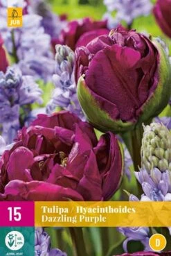 Tulpe / Hasenglöckchen Dazzling Purple (15 Stück) | Blumenzwiebelmischungen Von Jub Holland
