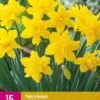 Narzisse Golden Ducat (15 Stück) | Narzissenzwiebeln Von Jub Holland -Compo Verkäufe 559987 Narzisse Golden Ducat 15 Stueck 322980 jb 0