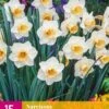 Narzisse Salome (15 Stück) | Narzissenzwiebeln Von Jub Holland -Compo Verkäufe 559994 Narzisse Salome 15 Stueck 323190 jb 0
