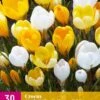 Krokus Geel-Wit (30 Stück) | Krokuszwiebeln Von Jub Holland -Compo Verkäufe 559998 Krokus Geel Wit 3 Stueck 323330 jb 0