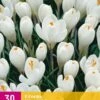 Krokus Wit (30 Stück) | Krokuszwiebeln Von Jub Holland -Compo Verkäufe 559999 Krokus Wit 3 Stueck 323340 jb 0