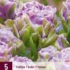 Tulpe Violet Pranaa (5 Stück) | Tulpenzwiebeln Von Jub Holland 1 Tulpe Violet Pranaa (5 Stück) | Tulpenzwiebeln Von Jub Holland -Compo Verkäufe 560100 Tulpe Violet Pranaa 5 Stueck 314838 jb 0