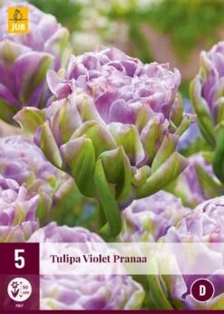 Tulpe Violet Pranaa (5 Stück) | Tulpenzwiebeln Von Jub Holland