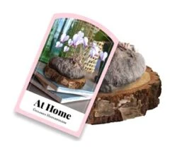 Efeublättriges Alpenveilchen (Holzscheibe) (1 Stück) | Alpenveilchenknollen Von Jub Holland