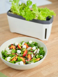 HARRY HERBS Weiß Ohne Haube | Kräutertöpfe Von Gusta Garden -Compo Verkäufe 560337 HARRY HERBS weiss ohne Haube 102B20 gg 4