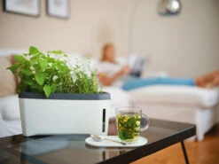 HARRY HERBS Weiß Ohne Haube | Kräutertöpfe Von Gusta Garden -Compo Verkäufe 560337 HARRY HERBS weiss ohne Haube 102B20 gg 7