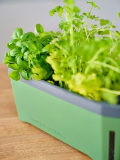 HARRY HERBS Kräutertopf Dunkelgrün | Kräutertöpfe Von Gusta Garden -Compo Verkäufe 560338 HARRY HERBS dunkelgruen 103B10 gg 3