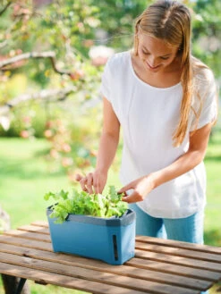 HARRY HERBS Kräutertopf Blau | Kräutertöpfe Von Gusta Garden -Compo Verkäufe 560340 HARRY HERBS blau 104B10 gg 4