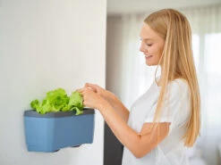 HARRY HERBS Blau Ohne Haube | Kräutertöpfe Von Gusta Garden 14 HARRY HERBS Blau Ohne Haube | Kräutertöpfe Von Gusta Garden -Compo Verkäufe 560341 HARRY HERBS blau ohne Haube 104B20 gg 2