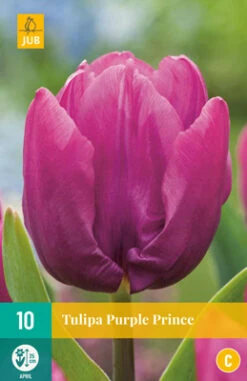Tulpe Purple Prince (10 Stück) | Tulpenzwiebeln Von Jub Holland