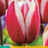 Tulpe Guus Papendrecht (10 Stück) | Triumph-Tulpen Von Jub Holland -Compo Verkäufe 561638 Tulpe Guus Papendrecht 10 Stueck 301730 jb 0