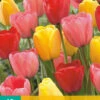 Tulpen Mischung (10 Stück) | Darwin-Hybrid-Tulpen Von Jub Holland -Compo Verkäufe 561643 Tulpen Mischung 10 Stueck 302410 jb 0