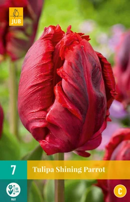 Tulpe Shining Parrot (7 Stück) | Papagei-Tulpen Von Jub Holland 3 Tulpe Shining Parrot (7 Stück) | Papagei-Tulpen Von Jub Holland