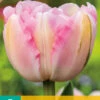 Tulpe Finola (7 Stück) | Gefüllte Tulpen Von Jub Holland -Compo Verkäufe 561646 Tulpe Finola 7 Stueck 304070 jb 0