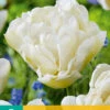 Tulpe Northcap (7 Stück) | Gefüllte Tulpen Von Jub Holland 1 Tulpe Northcap (7 Stück) | Gefüllte Tulpen Von Jub Holland -Compo Verkäufe 561648 Tulpe Northcap 7 Stueck 304130 jb 0