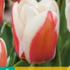 Tulpe Willem Van Den Akker (7 Stück) | Greigii-Tulpen Von Jub Holland -Compo Verkäufe 561649 Tulpe Willem Van Den Akker 7 Stueck 304635 jb 0
