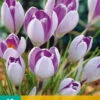 Krokus Vanguard (10 Stück) | Krokuszwiebeln Von Jub Holland -Compo Verkäufe 561652 Krokus Vanguard 10 Stueck 307479 jb 0