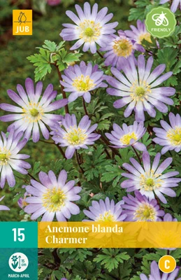 Anemone Blanda Charmer (15 Stück) | Anemonenknollen Von Jub Holland 3 Anemone Blanda Charmer (15 Stück) | Anemonenknollen Von Jub Holland