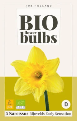 Narzisse Rijnvelds Early Sensation (5 Stück) | BIO Narzissenzwiebeln Von Jub Holland