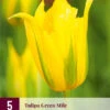 Tulpe Green Mile (5 Stück) | Tulpenzwiebeln Von Jub Holland