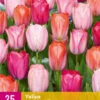 Tulpe Positive Vibe (25 Stück) | Tulpenzwiebeln Von Jub Holland 2 Tulpe Positive Vibe (25 Stück) | Tulpenzwiebeln Von Jub Holland -Compo Verkäufe 561676 Tulpe Positive Vibe 25 Stueck 322595 jb 0