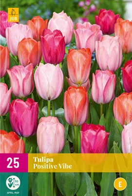 Tulpe Positive Vibe (25 Stück) | Tulpenzwiebeln Von Jub Holland 3 Tulpe Positive Vibe (25 Stück) | Tulpenzwiebeln Von Jub Holland
