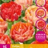 Tulpe Gudoshnik Double (15 Stück) | Tulpenzwiebeln Von Jub Holland -Compo Verkäufe 561677 Tulpe Gudoshnik Double 15 Stueck 324510 jb 0