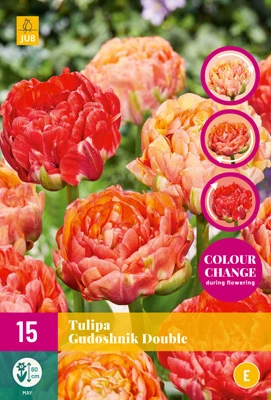 Tulpe Gudoshnik Double (15 Stück) | Tulpenzwiebeln Von Jub Holland 3 Tulpe Gudoshnik Double (15 Stück) | Tulpenzwiebeln Von Jub Holland