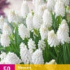 Muscari White Magic (50 Stück) | Traubenhyazinthen Von Jub Holland 1 Muscari White Magic (50 Stück) | Traubenhyazinthen Von Jub Holland -Compo Verkäufe 561682 Muscari White Magic 50 Stueck 323865 jb 0