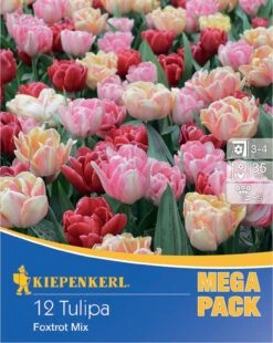 Compo Verkäufe 18 Gefüllte Frühe Tulpen Foxtrot Mischung (12 Stück) | Gefüllte Tulpen Von Kiepenkerl