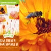 Samenbomben Das Bienenstaatsbankett (6 Stück) | Bienenwiese Von FLORTUS -Compo Verkäufe 562161 Samenbomben Das Bienenstaatsbankett 6 Stueck 2000 2356 2