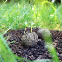 Samenbomben Der Gelbe Sonnenschein (6 Stück) | Blumensamenmischung Von FLORTUS -Compo Verkäufe 562164 Samenbomben Der Gelbe Sonnenschein 6 Stueck 2000 1055 6