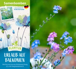 Samenbomben Urlaub Auf Balkonien (6 Stück) | Blumensamenmischung Von FLORTUS -Compo Verkäufe 562167 Samenbomben Urlaub auf Balkonien 6 Stueck 2000 1058 2