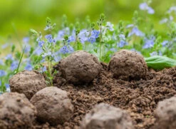 Samenbomben Set (8 Päckchen) | Blumensamenmischung Von FLORTUS -Compo Verkäufe 562498 Samenbomben Set 8 Paeckchen 2000 2367 6 1