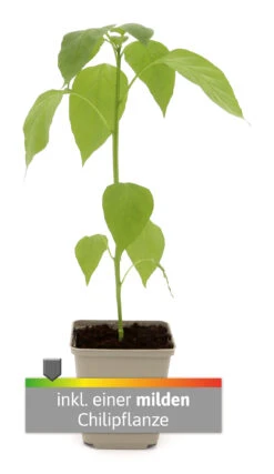 Charly Chili Chilitopf Inkl. Chilipflanze | Pflanzsets Von Gusta Garden X Chilivielfalt