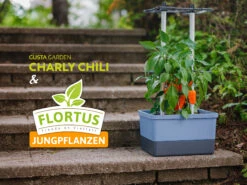 Charly Chili Chilitopf Inkl. Chilipflanze | Pflanzsets Von Gusta Garden X Chilivielfalt -Compo Verkäufe 562593 Charly Chili Chilitopf inkl Chilipflanze 7600 6501 7 15