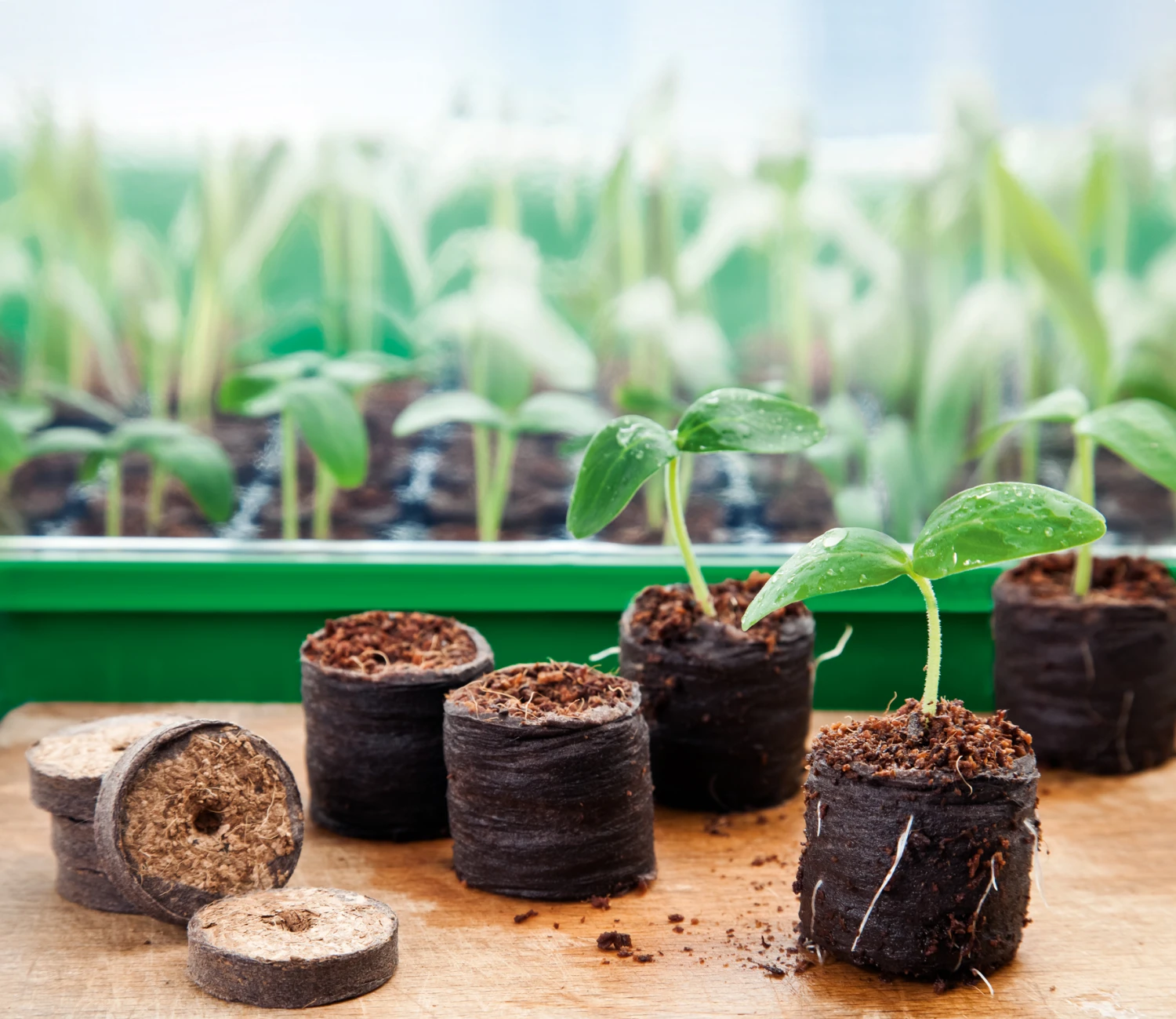 36 Mm Kokos-Quelltabletten Sparkarton 1.500 Stück (unbedruckt) | Kokos-Quelltabletten Von Romberg 4 36 Mm Kokos-Quelltabletten Sparkarton 1.500 Stück (unbedruckt) | Kokos-Quelltabletten Von Romberg – Bild 2