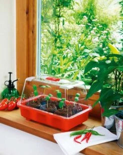 Zimmergewächshaus Veggie | Zimmergewächshaus Von Romberg -Compo Verkäufe 832 1