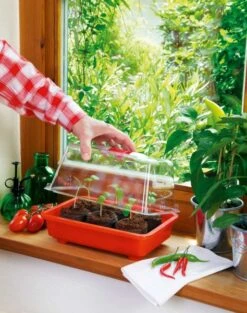 Zimmergewächshaus Veggie | Zimmergewächshaus Von Romberg -Compo Verkäufe 832