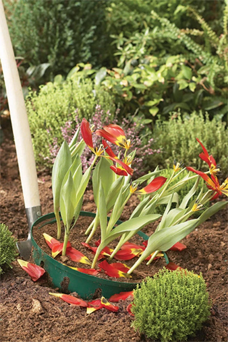 Compo Verkäufe 3 Compo Verkäufe -Compo Verkäufe 558874 23 cm Blumenzwiebel Korb Klein 3 Stueck W0470 gl 4