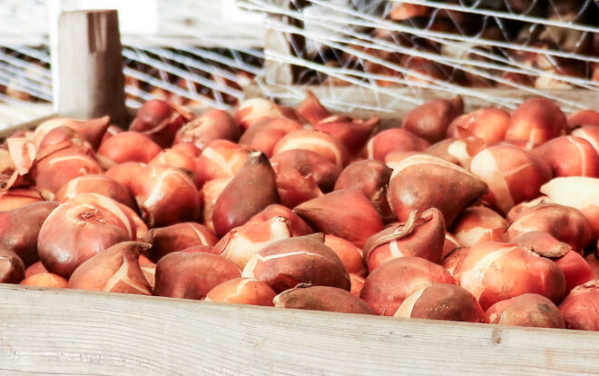 Compo Verkäufe 13 Compo Verkäufe -Compo Verkäufe bio blumenzwiebeln kaufen